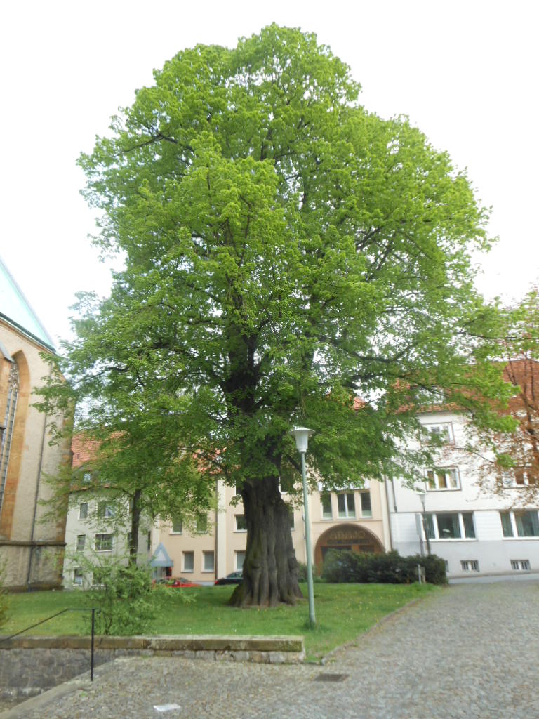 Friedenslinde Bielefeld