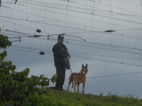 Polizeihund