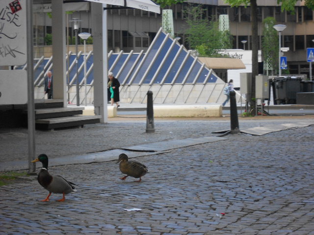 Donald und Daisy beim Stadtbummel 