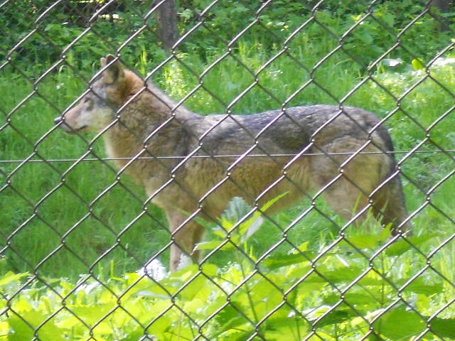 Wolf Olderdissen