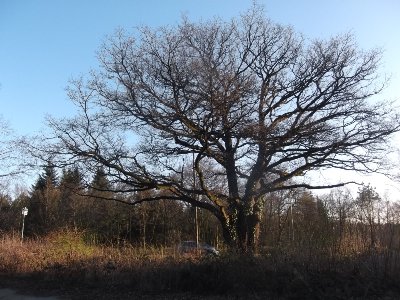 Baum Brackwede
