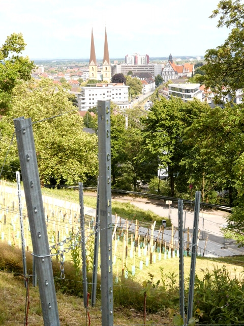 Weinberg Bielefeld Johannisberg