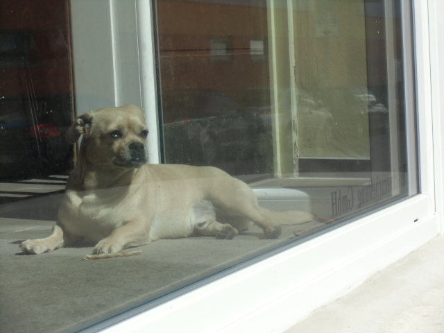 Hund im Schaufenster